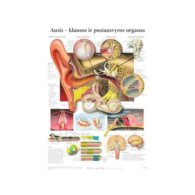 Ausis – klausos ir pusiausvyros organas.Plakatas