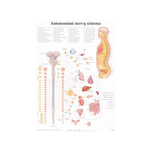 Autonominė nervų sistema. Plakatas