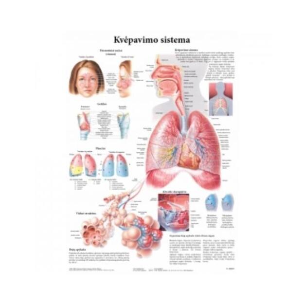 Kvėpavimo sistema. Plakatas