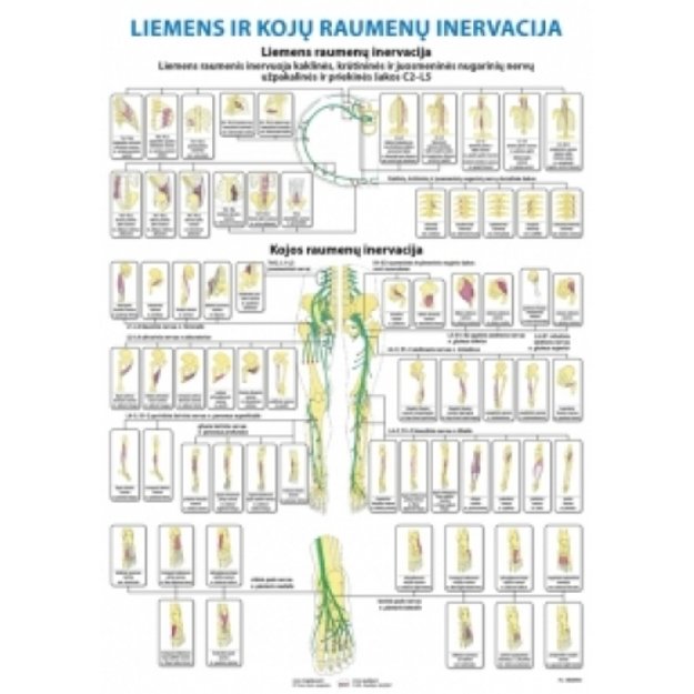 Liemens ir kojų raumenų inervacija. Plakatas