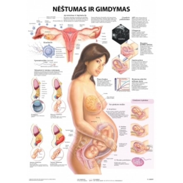  Nėštumas ir gimdymas.  Plakatas